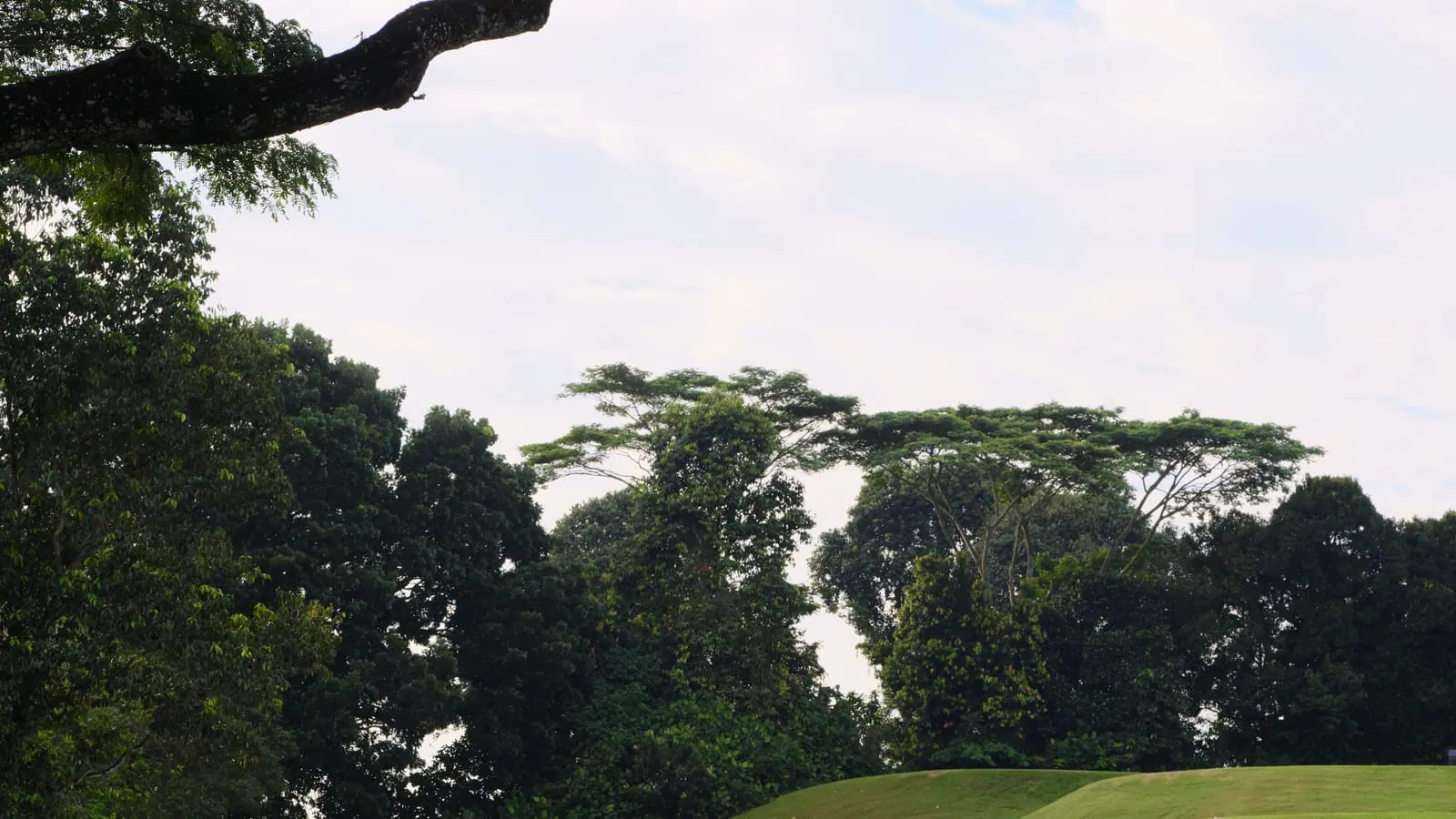 Two golf carts on a winding path through lush green landscaping